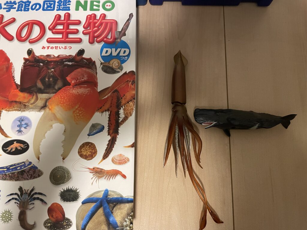 小学館の図鑑NEO「水の生物」と立体図鑑 深海生物プレミアムボックスのダイオウイカと立体図鑑 マリンママルデラックスボックスのマッコウクジラ。4歳の娘は図鑑に出てくるダイオウイカvsマッコウクジラの伝説の戦いを再現させる遊びに夢中。
